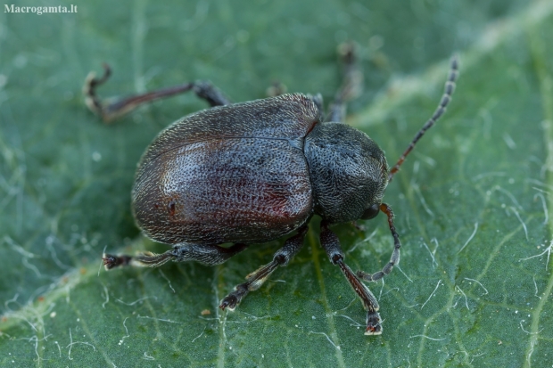 Western Grape Rootworm - Bromius obscurus | Fotografijos autorius : Žilvinas Pūtys | © Macronature.eu | Macro photography web site