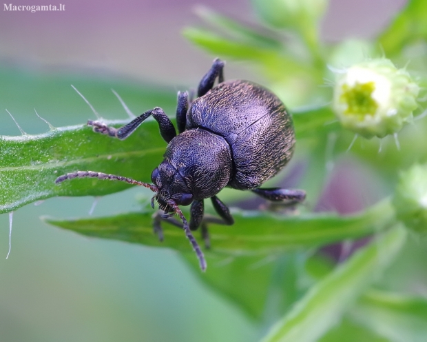 Western Grape Rootworm - Bromius obscurus | Fotografijos autorius : Romas Ferenca | © Macronature.eu | Macro photography web site