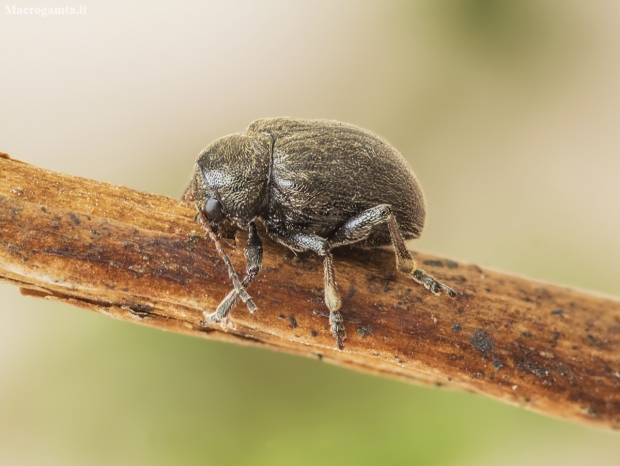 Western Grape Rootworm - Bromius obscurus | Fotografijos autorius : Kazimieras Martinaitis | © Macronature.eu | Macro photography web site