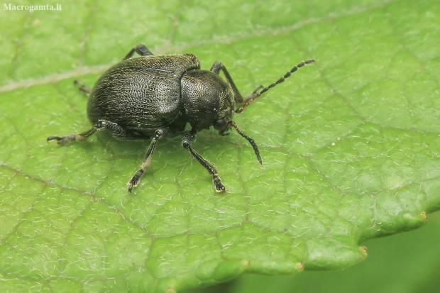 Western Grape Rootworm - Bromius obscurus | Fotografijos autorius : Gintautas Steiblys | © Macrogamta.lt | Šis tinklapis priklauso bendruomenei kuri domisi makro fotografija ir fotografuoja gyvąjį makro pasaulį.