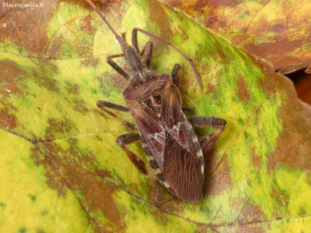 Western conifer seed bug - Leptoglossus occidentalis | Fotografijos autorius : Vidas Brazauskas | © Macronature.eu | Macro photography web site