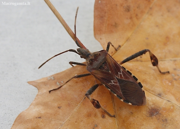 Pušinė kampuotblakė - Leptoglossus occidentalis | Fotografijos autorius : Vytautas Gluoksnis | © Macronature.eu | Macro photography web site