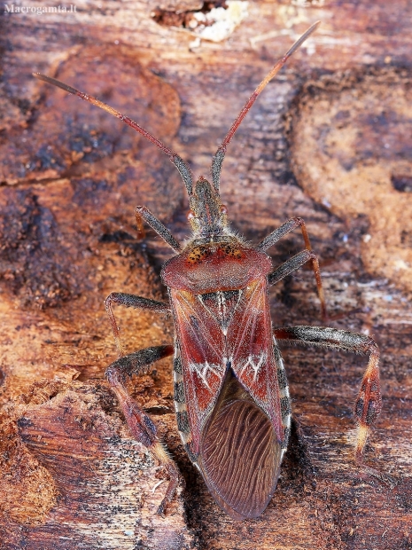 Pušinė kampuotblakė - Leptoglossus occidentalis | Fotografijos autorius : Vaida Paznekaitė | © Macronature.eu | Macro photography web site