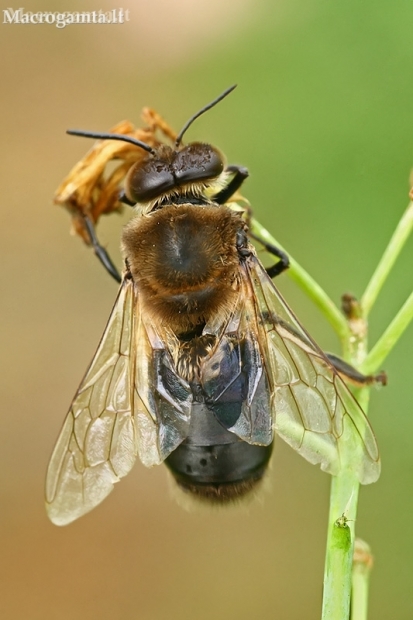 Vakarinė medunešė bitė - Apis mellifera, tranas | Fotografijos autorius : Gintautas Steiblys | © Macronature.eu | Macro photography web site