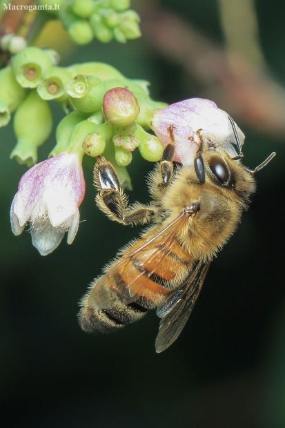 Vakarinė medunešė bitė / Naminė bitė - Apis mellifera | Fotografijos autorius : Gintautas Steiblys | © Macronature.eu | Macro photography web site