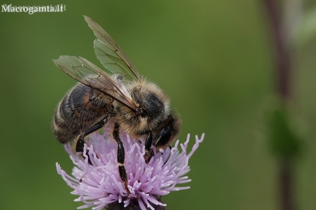 Vakarinė medunešė bitė - Apis mellifera | Fotografijos autorius : Gintautas Steiblys | © Macronature.eu | Macro photography web site