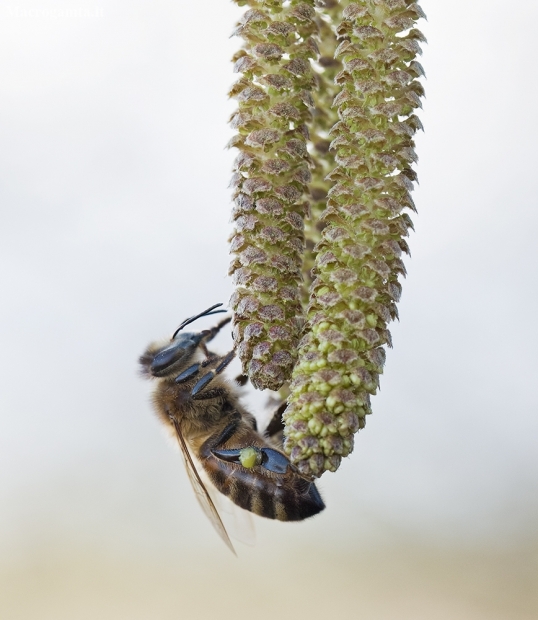 Western honey bee - Apis mellifera | Fotografijos autorius : Zita Gasiūnaitė | © Macronature.eu | Macro photography web site