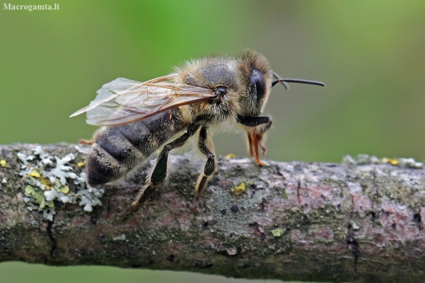 Vakarinė medunešė bitė - Apis mellifera | Fotografijos autorius : Gintautas Steiblys | © Macronature.eu | Macro photography web site