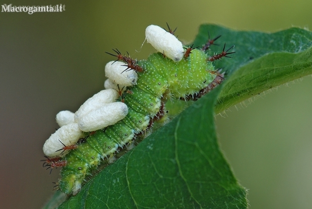 White Admiral - Limenitis camilla, caterpillar | Fotografijos autorius : Arūnas Eismantas | © Macronature.eu | Macro photography web site