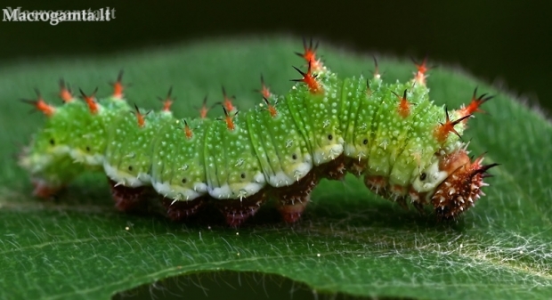 White Admiral - Limenitis camilla, caterpillar | Fotografijos autorius : Gintautas Steiblys | © Macronature.eu | Macro photography web site