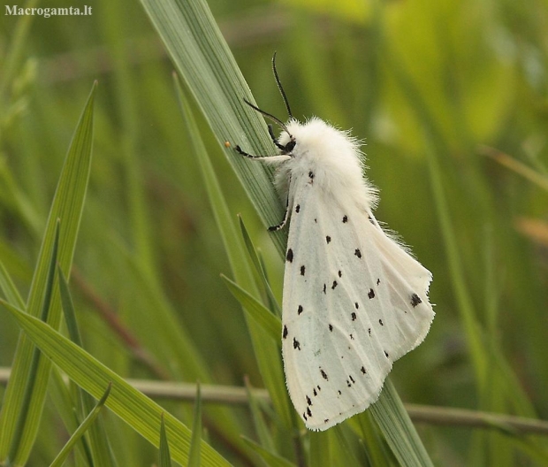 White ermine - Spilosoma lubricipeda | Fotografijos autorius : Vytautas Gluoksnis | © Macronature.eu | Macro photography web site