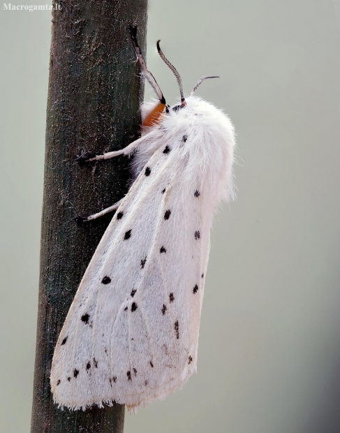 White ermine - Spilosoma lubricipeda | Fotografijos autorius : Kazimieras Martinaitis | © Macronature.eu | Macro photography web site