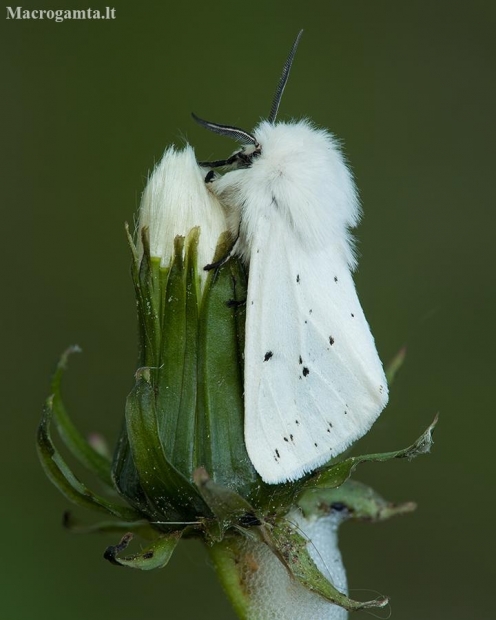 White ermine - Spilosoma lubricipeda | Fotografijos autorius : Žilvinas Pūtys | © Macronature.eu | Macro photography web site