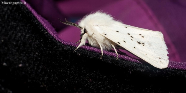 White ermine - Spilosoma lubricipeda | Fotografijos autorius : Oskaras Venckus | © Macronature.eu | Macro photography web site