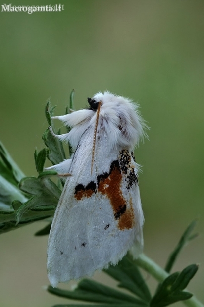 White prominent - Leucodonta bicoloria | Fotografijos autorius : Gintautas Steiblys | © Macronature.eu | Macro photography web site