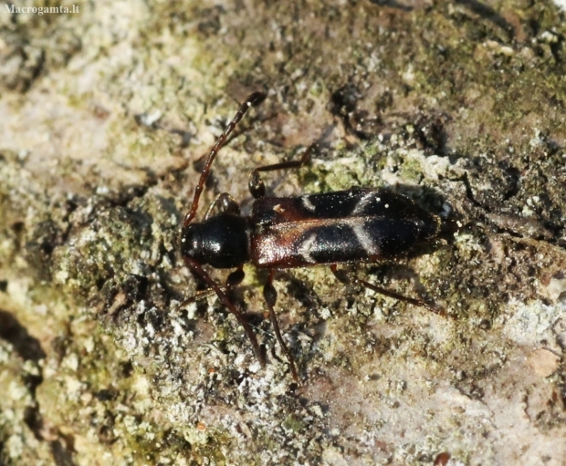 Raštuotasis ąžuolgręžis - Phymatodes alni | Fotografijos autorius : Vytautas Tamutis | © Macronature.eu | Macro photography web site