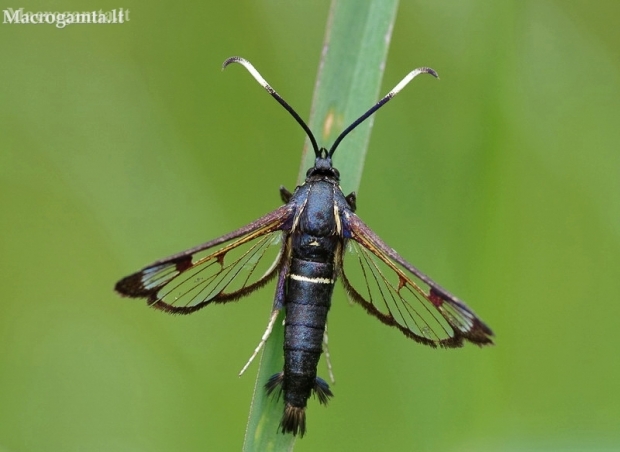 White-barred Clearwing Moth - Synanthedon spheciformis (male) | Fotografijos autorius : Nomeda Vėlavičienė | © Macronature.eu | Macro photography web site