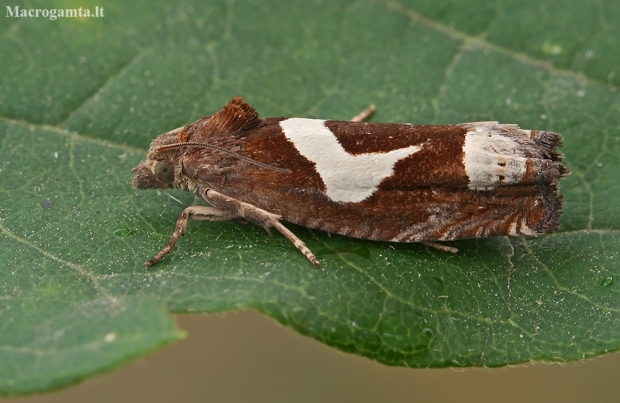 White-foot bell - Epiblema foenella | Fotografijos autorius : Gintautas Steiblys | © Macronature.eu | Macro photography web site