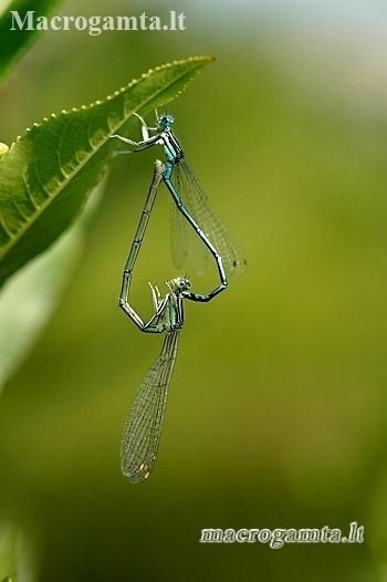 White-legged damselflies - Platycnemis pennipes | Fotografijos autorius : Alma Totorytė | © Macronature.eu | Macro photography web site