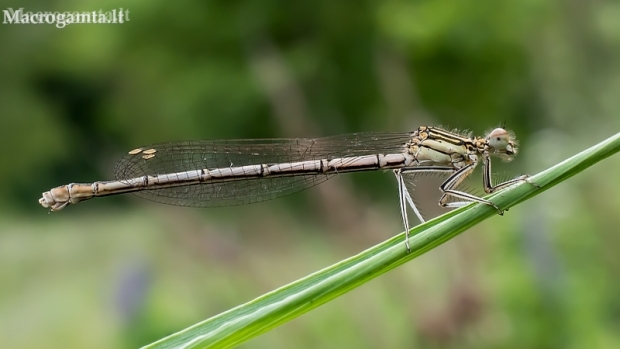 White-legged damselfly - Platycnemis pennipes   | Fotografijos autorius : Oskaras Venckus | © Macronature.eu | Macro photography web site