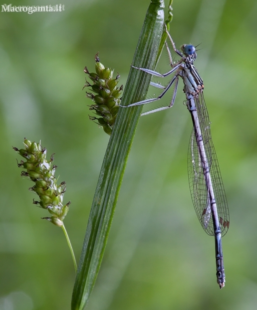 Baltakojė strėliukė - Platycnemis pennipes, ♂  | Fotografijos autorius : Žilvinas Pūtys | © Macronature.eu | Macro photography web site