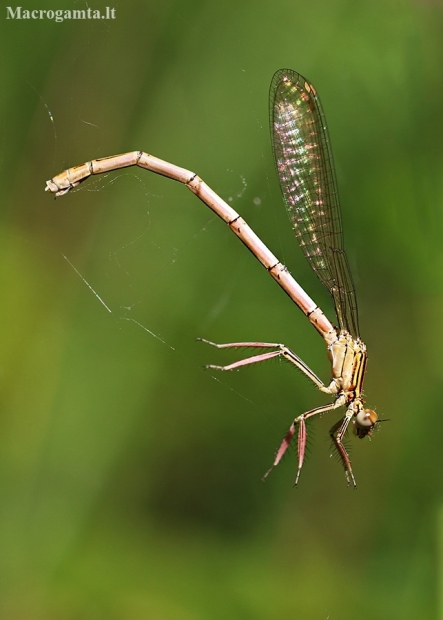 White-legged damselfly - Platycnemis pennipes | Fotografijos autorius : Agnė Našlėnienė | © Macronature.eu | Macro photography web site