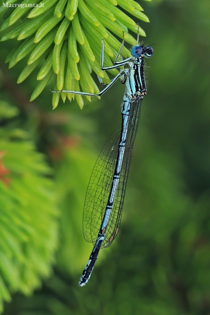 White-legged damselfly - Platycnemis pennipes | Fotografijos autorius : Gintautas Steiblys | © Macronature.eu | Macro photography web site