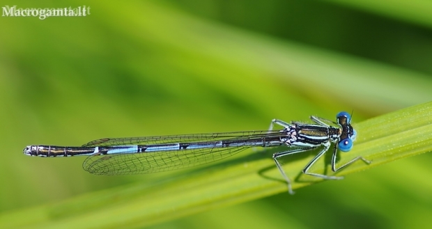 White-legged damselfly, male - Platycnemis pennipes | Fotografijos autorius : Deividas Makavičius | © Macronature.eu | Macro photography web site