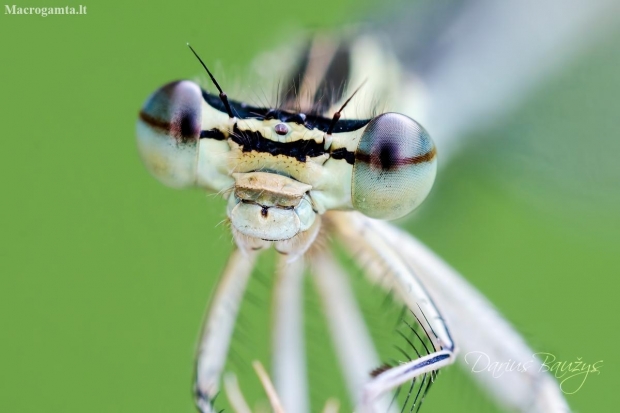 White-legged damselfly | Fotografijos autorius : Darius Baužys | © Macronature.eu | Macro photography web site
