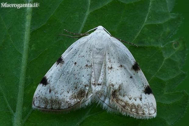 White-pinion Spotted - Lomographa bimaculata | Fotografijos autorius : Gintautas Steiblys | © Macrogamta.lt | Šis tinklapis priklauso bendruomenei kuri domisi makro fotografija ir fotografuoja gyvąjį makro pasaulį.