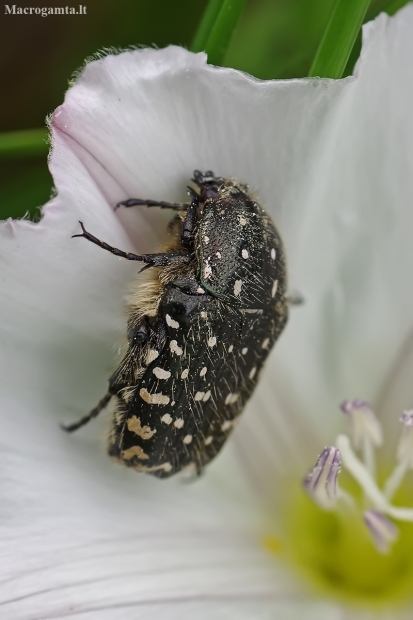 White-spotted Rose Beetle – Oxythyrea funesta | Fotografijos autorius : Nomeda Vėlavičienė | © Macronature.eu | Macro photography web site