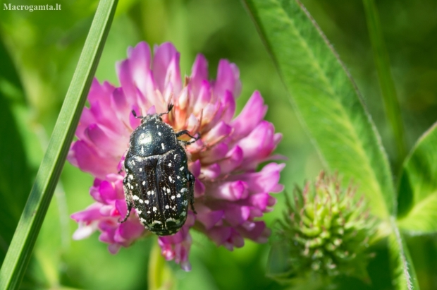 White-spotted Rose Beetle - Oxytherea funesta | Fotografijos autorius : Saulius Drazdauskas | © Macronature.eu | Macro photography web site