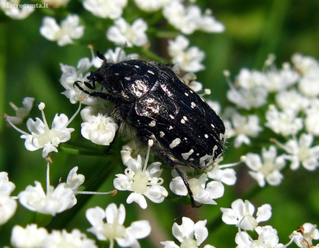 White-spotted Rose Beetle - Oxythyrea funesta | Fotografijos autorius : Vitalii Alekseev | © Macronature.eu | Macro photography web site