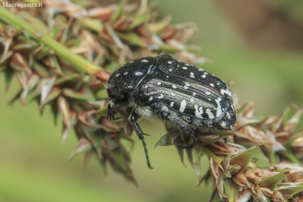 White-spotted Rose Beetle - Oxythyrea funesta | Fotografijos autorius : Gintautas Steiblys | © Macronature.eu | Macro photography web site