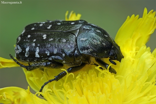 White-spotted Rose Beetle - Oxythyrea funesta | Fotografijos autorius : Gintautas Steiblys | © Macronature.eu | Macro photography web site