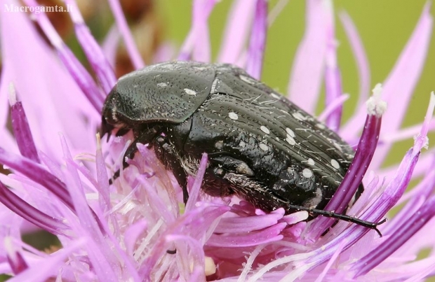 White-spotted Rose Beetle - Oxythyrea funesta | Fotografijos autorius : Gintautas Steiblys | © Macronature.eu | Macro photography web site