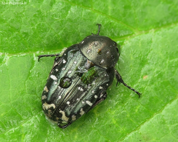 White-spotted Rose Beetle - Oxythyrea funesta | Fotografijos autorius : Vidas Brazauskas | © Macronature.eu | Macro photography web site