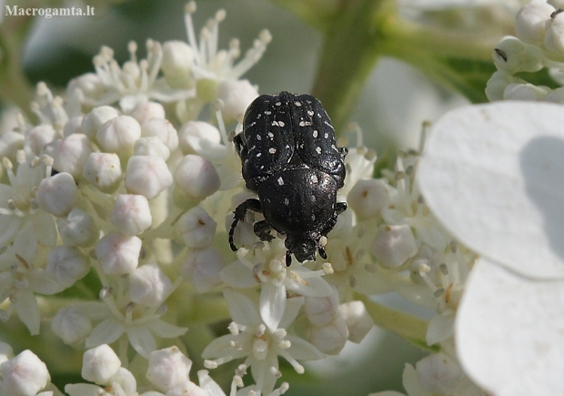 White-spotted Rose Beetle - Oxythyrea funesta | Fotografijos autorius : Vytautas Gluoksnis | © Macronature.eu | Macro photography web site