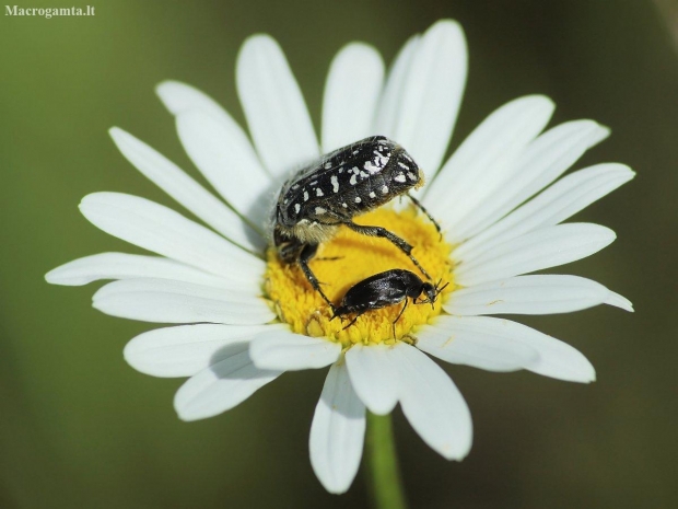 White-spotted Rose Beetle - Oxythyrea funesta | Fotografijos autorius : Vidas Brazauskas | © Macronature.eu | Macro photography web site