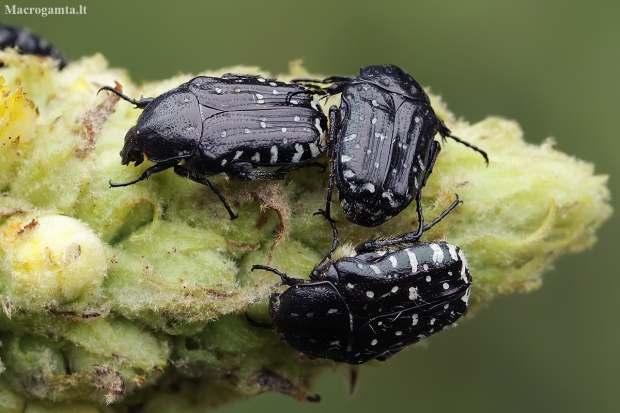 White-spotted Rose Beetles - Oxythyrea funesta | Fotografijos autorius : Gintautas Steiblys | © Macronature.eu | Macro photography web site