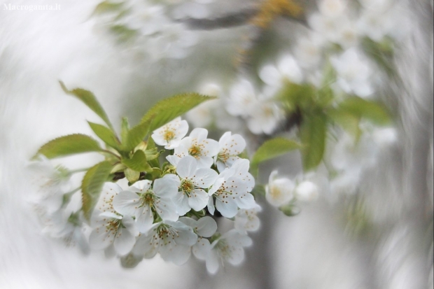 Wild Cherry - Prunus avium | Fotografijos autorius : Vidas Brazauskas | © Macronature.eu | Macro photography web site