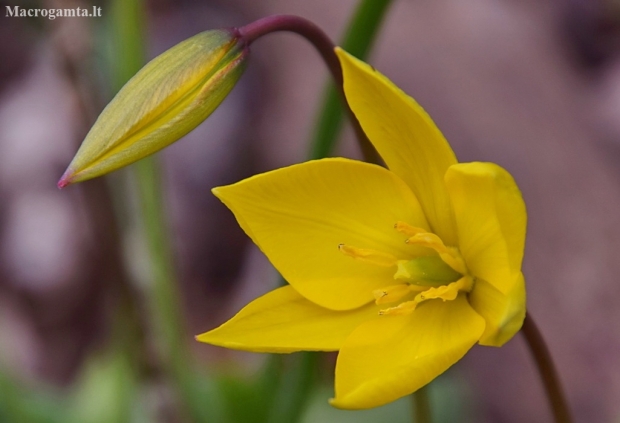 Wild tulip - Tulipa sylvestris | Fotografijos autorius : Nomeda Vėlavičienė | © Macronature.eu | Macro photography web site