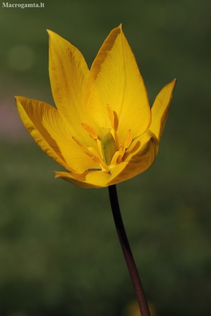 Wild tulip - Tulipa sylvestris | Fotografijos autorius : Gintautas Steiblys | © Macronature.eu | Macro photography web site