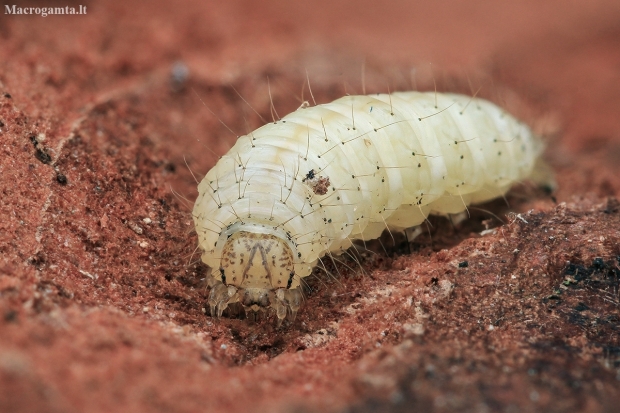 Wintering caterpillar of Snout moth - Anania sp. | Fotografijos autorius : Gintautas Steiblys | © Macronature.eu | Macro photography web site