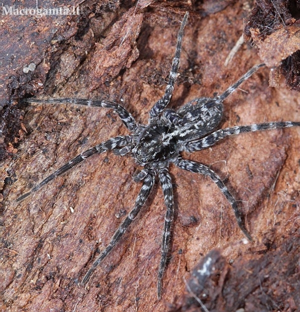 Wolf Spider - Acantholycosa lignaria  | Fotografijos autorius : Algirdas Vilkas | © Macronature.eu | Macro photography web site