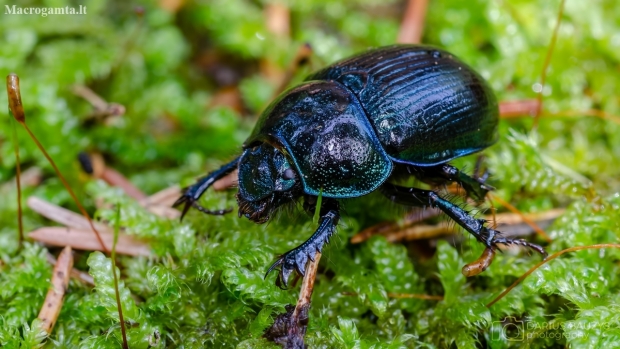 Woodland Dor Beetle | Geotrupes stercorosus | Fotografijos autorius : Darius Baužys | © Macrogamta.lt | Šis tinklapis priklauso bendruomenei kuri domisi makro fotografija ir fotografuoja gyvąjį makro pasaulį.
