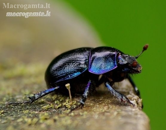 Woodland Dor Beetle - Anoplotrupes stercorosus  | Fotografijos autorius : Romas Ferenca | © Macronature.eu | Macro photography web site
