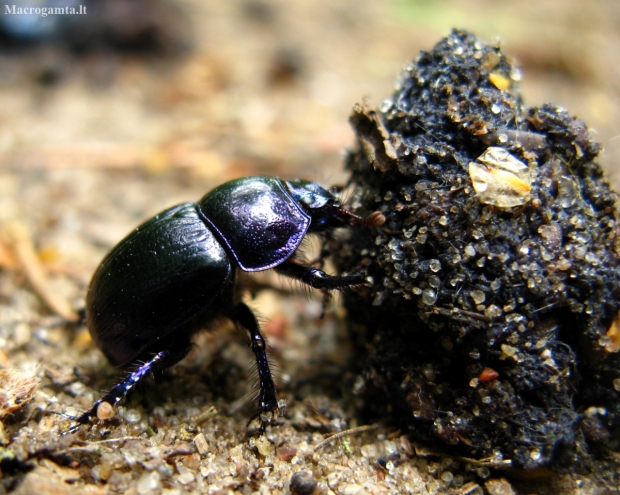 Woodland Dor Beetle - Anoplotrupes stercorosus | Fotografijos autorius : Vitalii Alekseev | © Macronature.eu | Macro photography web site