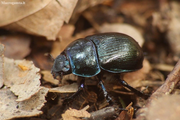 Woodland Dor Beetle - Anoplotrupes stercorosus | Fotografijos autorius : Vidas Brazauskas | © Macronature.eu | Macro photography web site