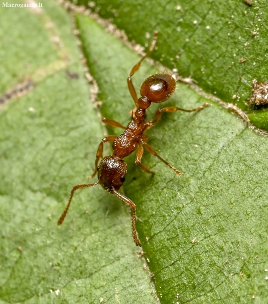 Woodland Red Ant - Myrmica ruginodis | Fotografijos autorius : Kazimieras Martinaitis | © Macronature.eu | Macro photography web site